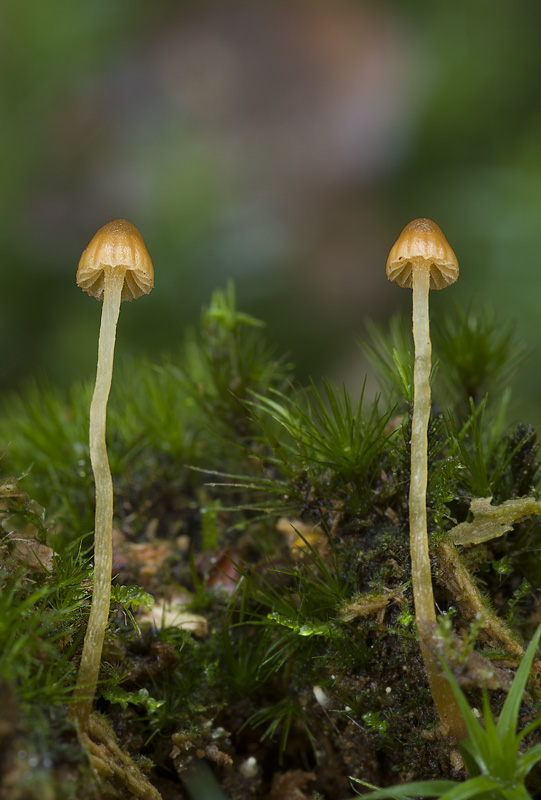 Galerina calyptrata